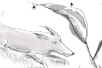 deer ticks